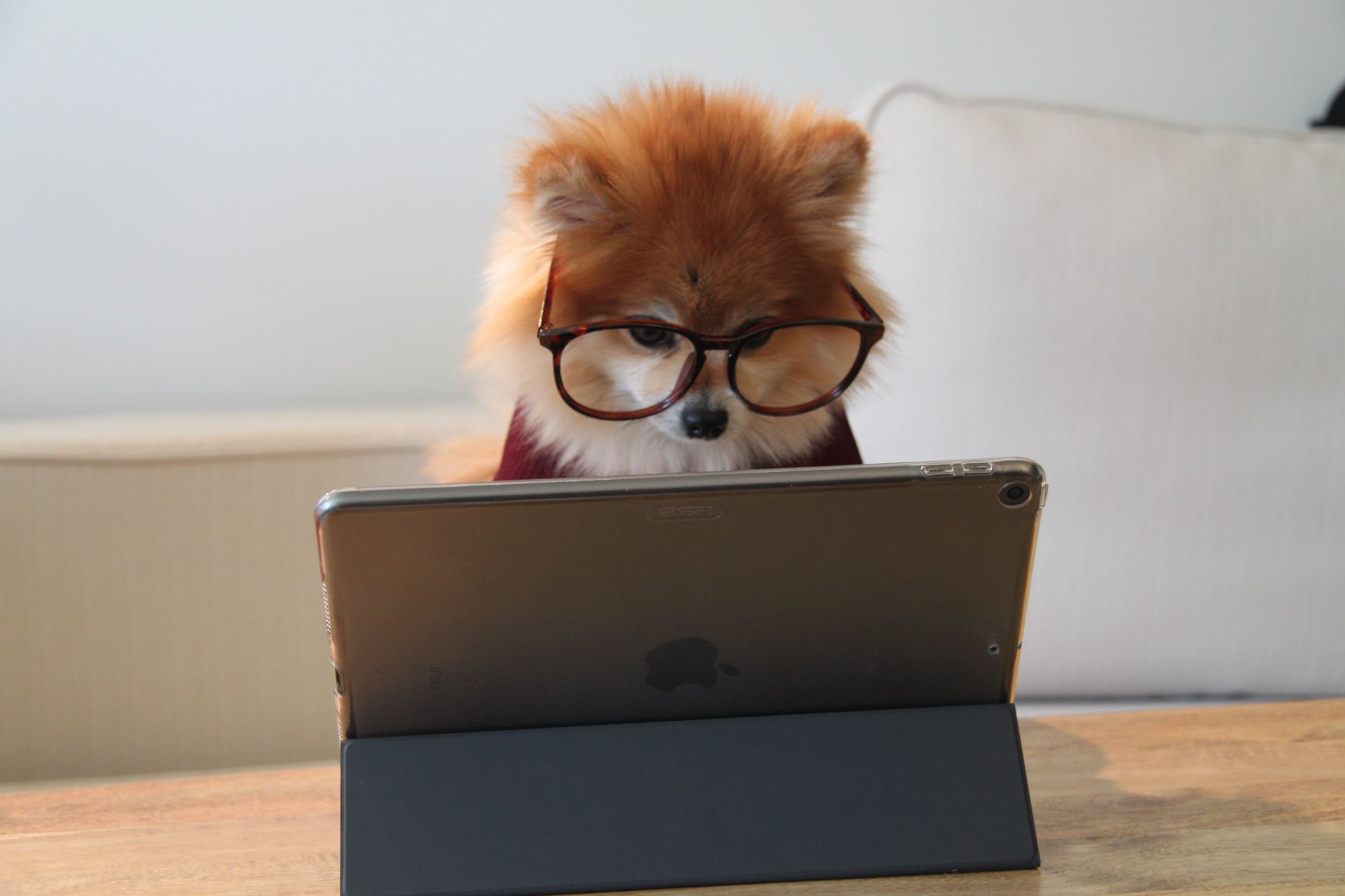 Dog using laptop